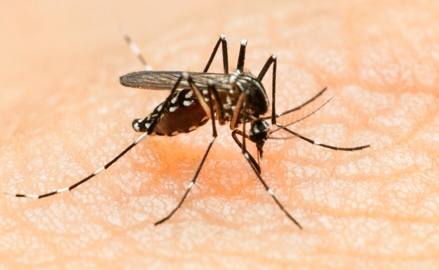 The <em>Aedes</em> mosquito can spread Zika virus in addition to dengue fever and chikungunya virus. The virus was first spotted in the Americas in 2014.