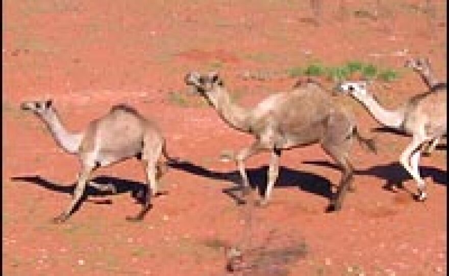 Robin Mills, a rancher at Warrawagine Station, says more and more wild camels are wandering onto his property in search of water.