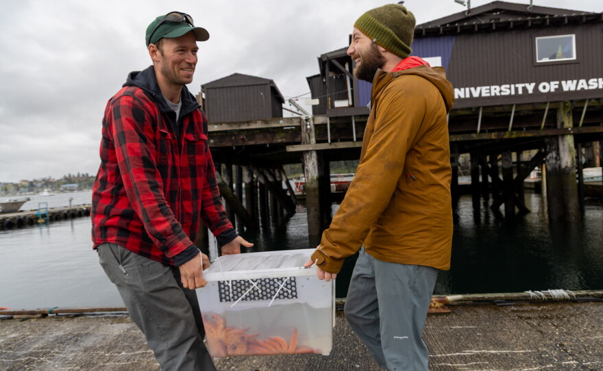 Scott McIntosh and Willem Weertman carry a box of 3-year-old lab-reared sunflower sea stars down to the dock at Friday Harbor Labs to be released at a nearby island. McIntosh works for the Samish Nation and Weertman is a PhD candidate in Jason Hodin's lab at University of Washington studying sunflower stars.