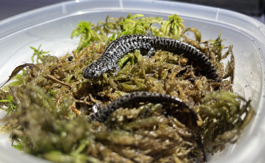 Dahrouge names all of the adult frosted flatwoods salamanders they have in captivity, like Andromeda — who's standing on top of the moss — after stars.  "Because they're my little stars," she says.