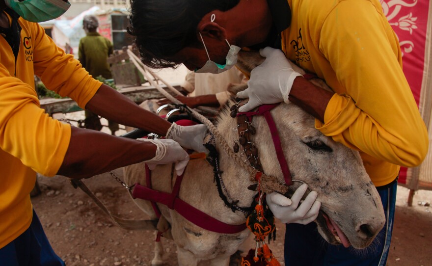 Donkeys wait to be seen by staff of a donkey medical clinic in the scraggly neighborhood of Korangi in the port city of Karachi. The donkeys cart heavy loads like scrap metal across the city. Their masters are some of Pakistan's poorest laborers, and so this clinic, run by the Pakistani charity ACF Animal Rescue, is often the only opportunity for them to get their donkeys checked.
