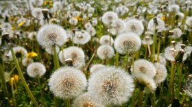 Nature writer Richard Mabey says dandelions — along with many other weeds — were inadvertently brought to America by European farmers.