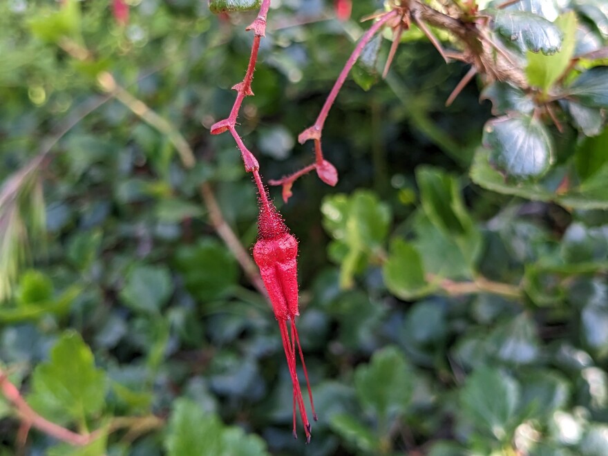 A gooseberry fuchsia flower at Mission Trails Regional Park, April 19, 2023.