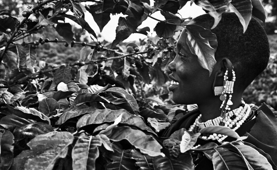 A coffee picker in Tanzania's Rift Valley.