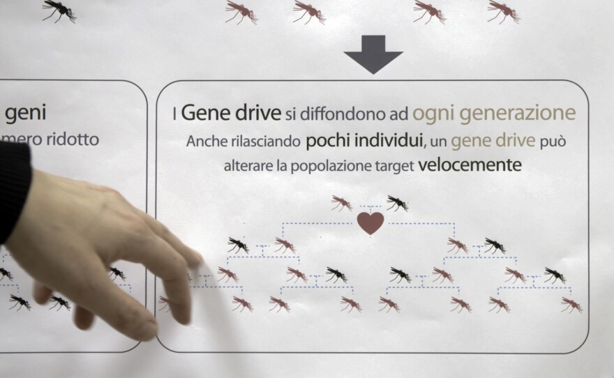 Gene-drive mosquitoes are able to spread their mutation quickly. Normally, traits are passed to only half of all offspring. With the gene drive, nearly all the progeny inherit the modification.