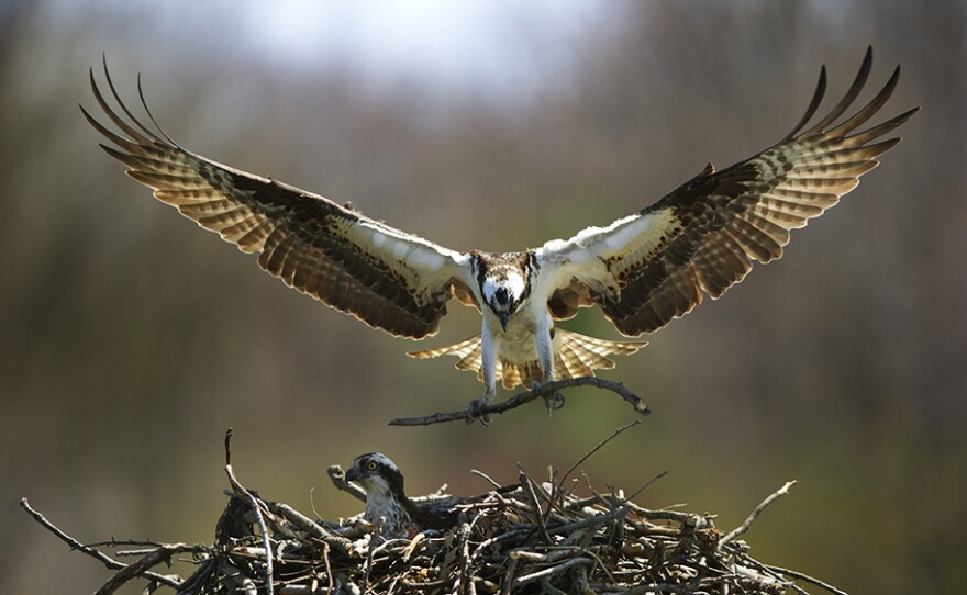 Male osprey delivers a stick to the nest