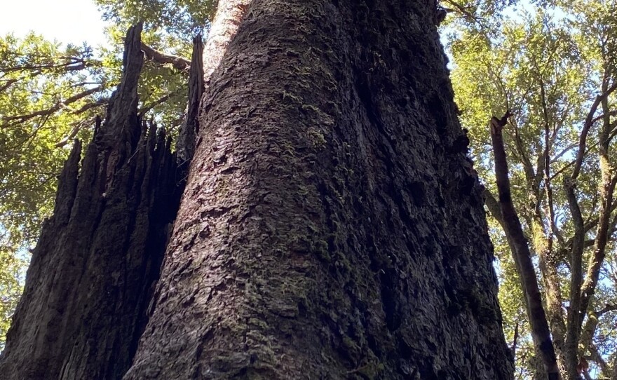 The ancient Gondwana Rainforests of Australia were damaged by recent wildfires. A new study finds the world lost roughly one-third of its old growth forest in the past century.