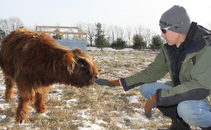 Josh Gerritsen reaches out to one of the farm's Highland calves. He says life in the city wasn't as satisfying: "You're not intimately tied to anything."