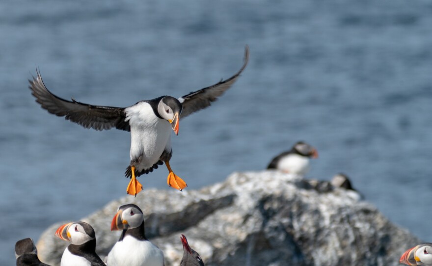 Puffins on Eastern Egg Rock.