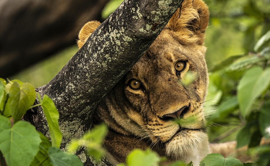 A lioness resting in a tree. Okavango Delta, Botswana. 