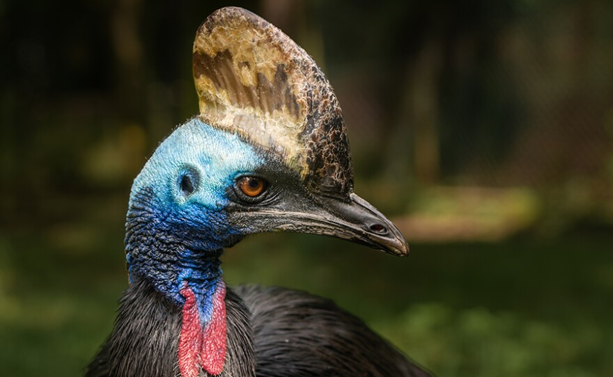 Southern cassowary closeup portrait - head detail.