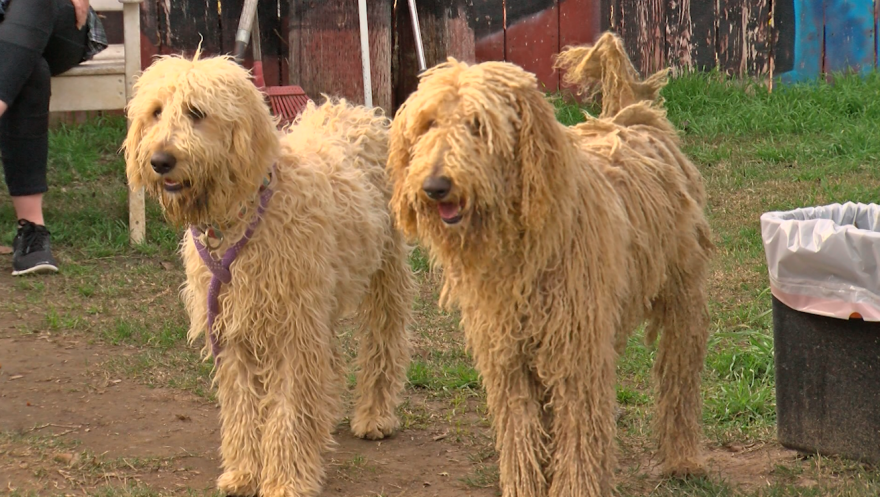 Two rescued goldendoodles in San Diego County, Calif. Jan. 13, 2023.