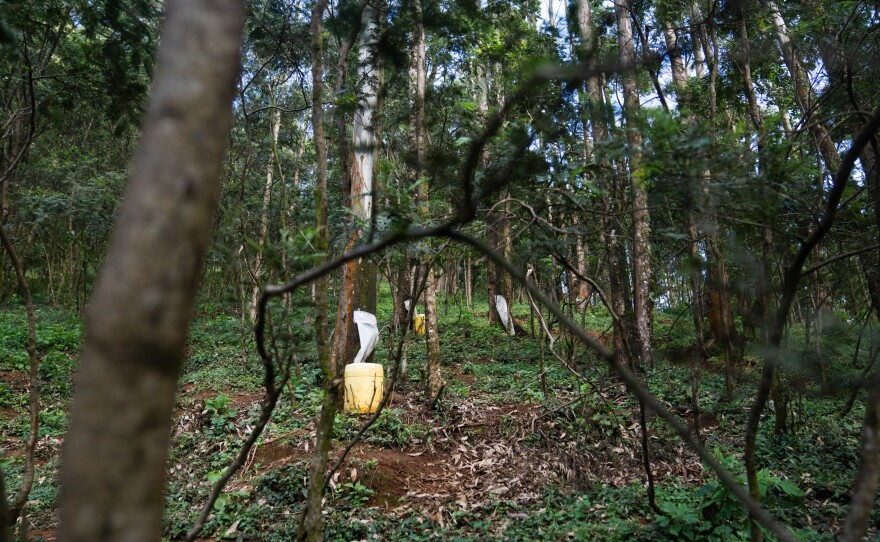 Yellow plastic jerrycans dot the forest above Jacob Murungi's home — waiting to catch water that's condensed on the trees overnight.
