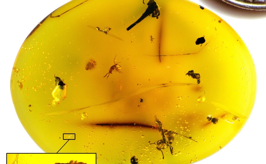 This Dominican amber contains <em>Paradoryphoribius chronocaribbeus</em> <em>gen. et. sp. nov.</em>(image amplified in a box), three ants, a beetle and a flower. Dime image digitally added for size comparison.