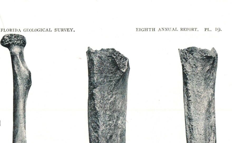 From Sellards' 1916 report, fossil remains from Plate 19 show evidence of human bones: Fig. 1 left radius, Fig. 2 left humerus, Fig. 3 Left femur, Fig. 4 Right femur.