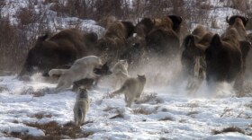Pile up of wolves chasing buffalo.