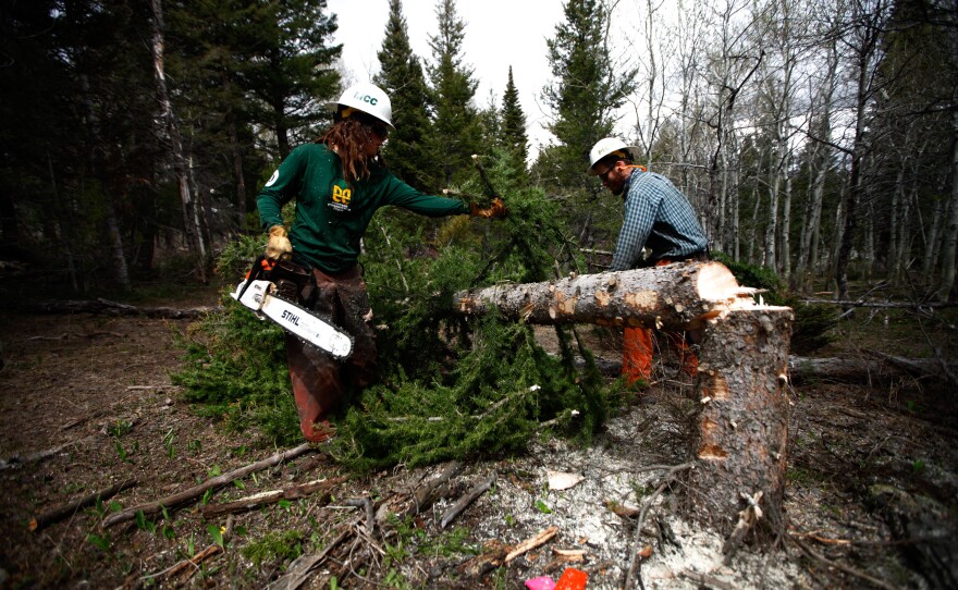 Conservationists are thinning the forest of fir trees to promote the traditional steppe habitat of the area.