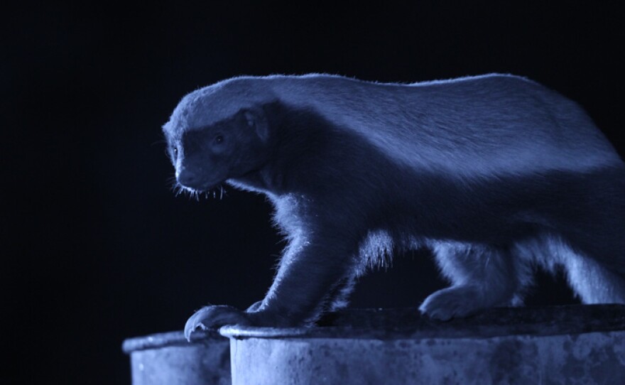 A honey badger showing its impressive build perched on top of an oil drum at night, Klasserie Game Reserve, South Africa.