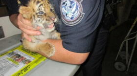 The tiger cub found during CBP inspection in a passenger vehicle at Otay Mesa is shown in this photo, Aug. 24, 2017. 