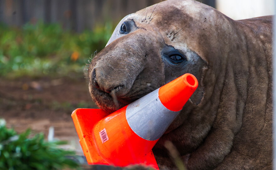 In this photo provided by Sam Volker Photography, Neil the Seal, a 1,000 kg (2,200 pound) elephant seal, plays with a traffic cone in Tasmania, Australia, on June 27, 2026.