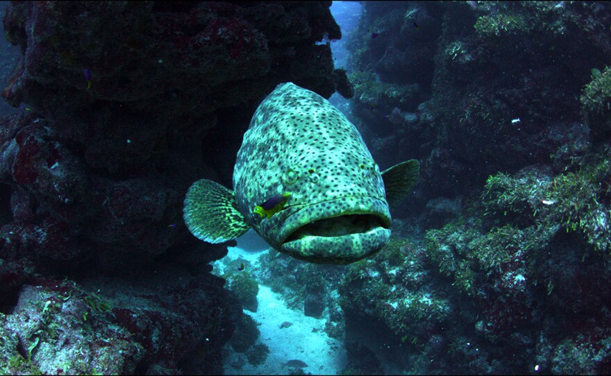 Inside a cave, a 500-pound Goliath grouper waits for darkness to go hunting, while being groomed by a Damselfish. Belize/Guatemala.