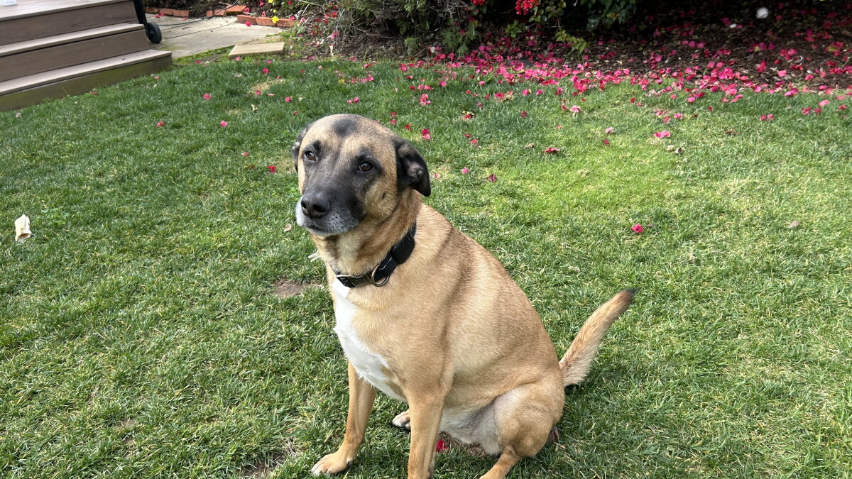 Your dog training questions answered - Vimarsana News