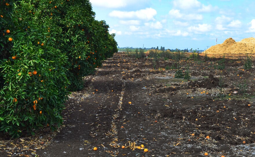 The drought forced many citrus farmers near Orange Cove, Calif., to mulch their trees because they couldn't afford to keep them alive. Recent rain and new groundwater regulations have eased the crisis, but only slightly.