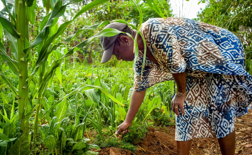 Kanangwa Newlove makes her own fertilizer, called bokashi. "Even when you're making it, you don't need to wear a mask because it's not toxic. There's no harmful chemicals," Newlove says. "So it's all just like a labor of love."