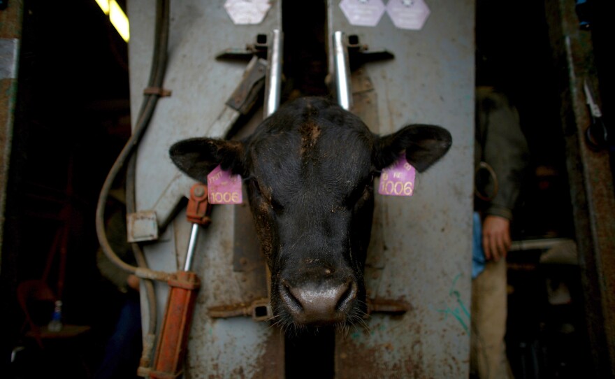 Angus bulls are brought into the squeeze chute to have a sonogram taken of their longissimus dorsi muscles to see the marbling in the beef.