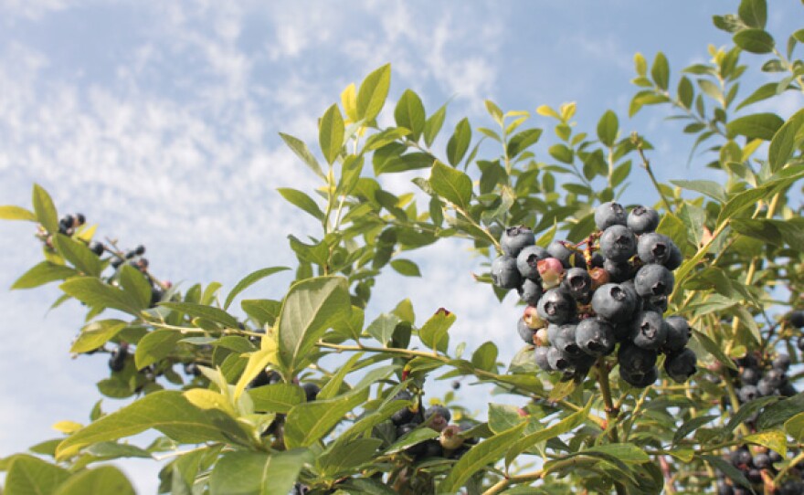 Vivian boils over with the task of putting 500 pounds of blueberries to good use.