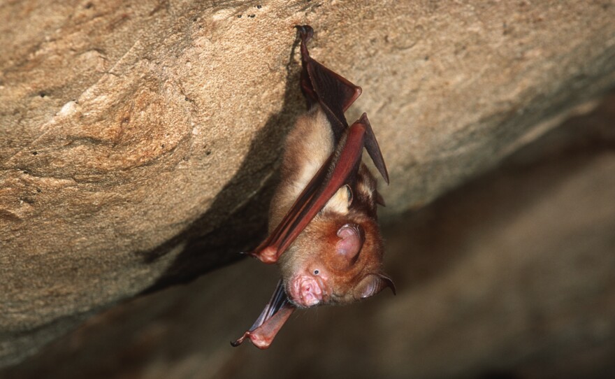 This Bornean horseshoe bat and other bat species can harbor coronaviruses. The nonprofit group EcoHealth Alliance had U.S. government funding for an ongoing research project in China on bats and coronaviruses — until the money was cut on April 24.