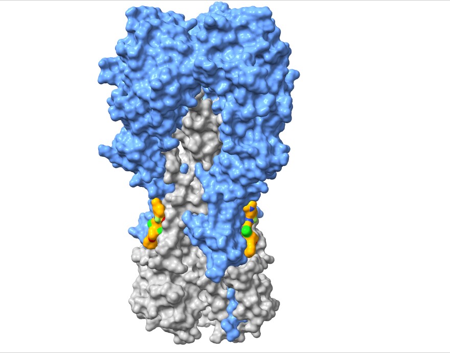 A diagram of the protein spike called hemagglutinin that is part of the flu virus. The two orange patches represents the therapeutic molecule used to disable the virus.
