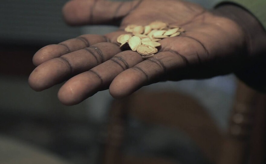 A closeup of an open palm holding small brown seeds with white speckles. In the out-of-focus background, there is a brown wooden chair.