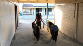 Two ponies are led through the stables at the Del Mar Fairgrounds, Dec. 7, 2017.