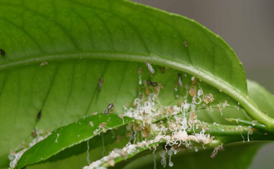 This undated photo shows young Asian citrus psyllids, called nymphs, producing a white, waxy substance to direct honeydew away from their bodies.