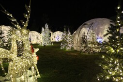 Festive Igloos