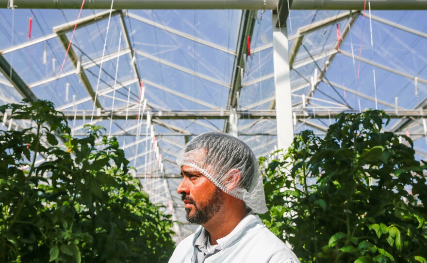 Carlos Gonzalez helps run the greenhouse growing operations at Wholesum Farms Sonora, in Mexico.