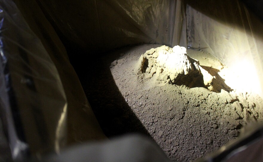 Crude caffeine, freshly extracted from coffee beans, has a pungent odor. After the impurities are removed, it will be white and odorless.