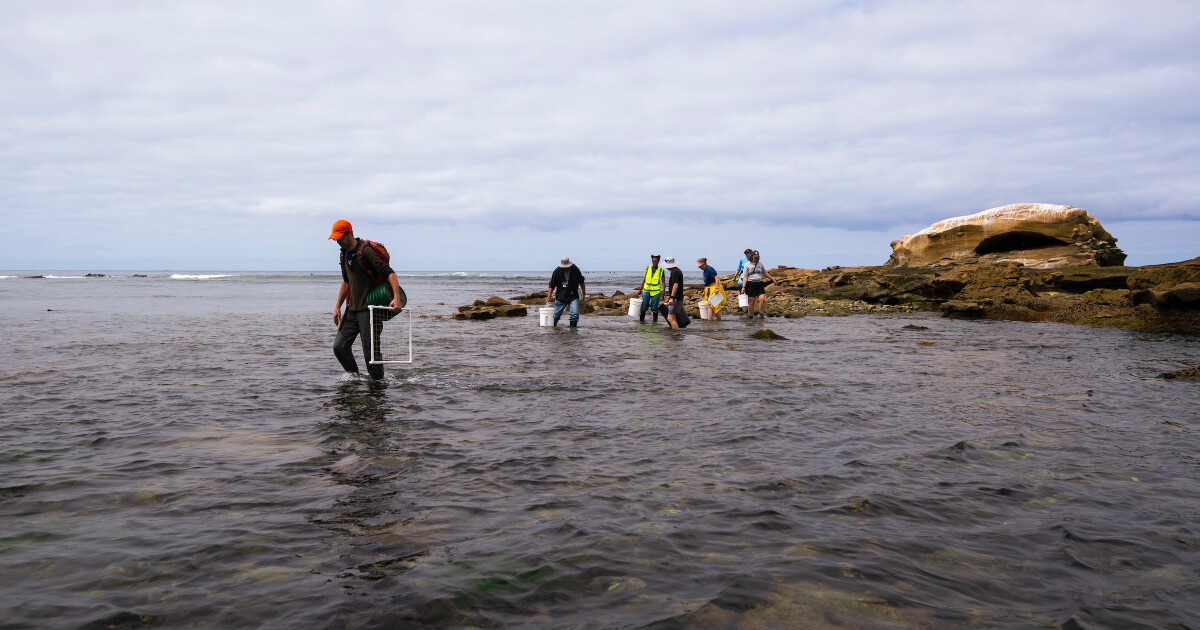California is building a library of coastal species and it's kicking off in San Diego