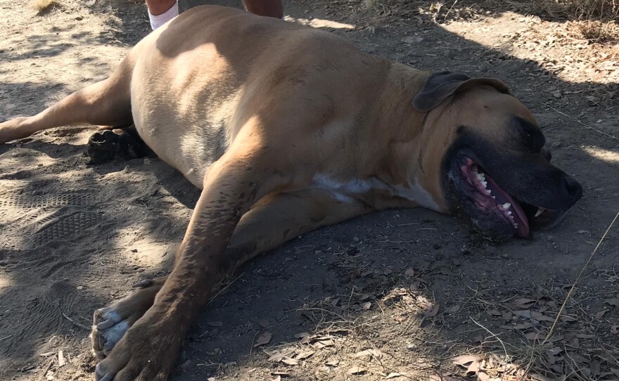 The San Diego Humane Society Emergency Response Team rescues a dog passed out on a trail, Saturday, August 17, 2019.