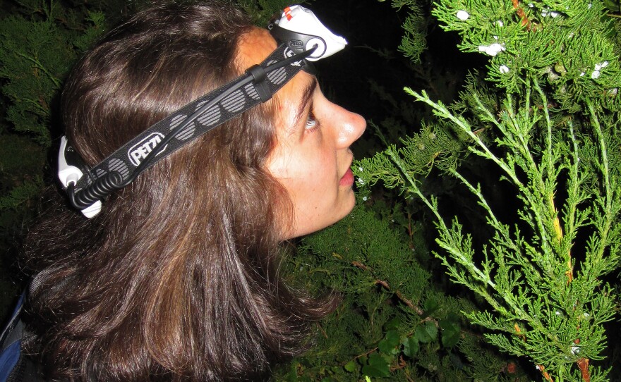 Laurel Symes on the hunt for crickets.