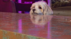 A dog sits at the bar at Cheers Bar in University Heights. According to Voice of San Diego reporter and dive bar enthusiast Jakob McWhinney, a dive bar is a place "where you can be known" and where people build community.