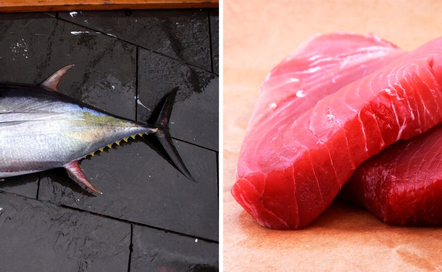 A yellowfin tuna caught in the Gulf of Mexico; a yellowfin tuna steak.