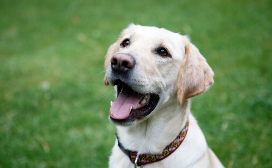 Mack works for the Maryland Department of Agriculture to sniff out American foulbrood in bee colonies. He underwent a 14-week training program to get certified as an American foulbrood detection dog.