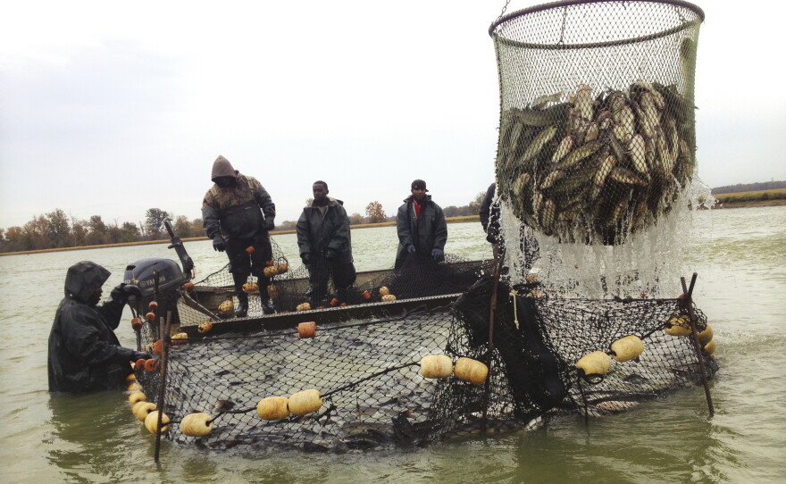 bottom dwelling fish site net Bubble Magus Feeder Food Battle Of The Bottom Feeder: