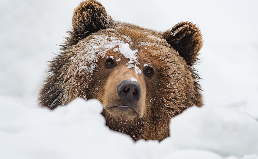 Brown bear/grizzly playing in the snow. In colder climates, grizzlies avoid the worst of the weather by entering a state of hibernation for up to seven months.