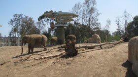 An elephant enjoys the sun at the Elephant Odyssey exhibit at the San Diego Zoo.