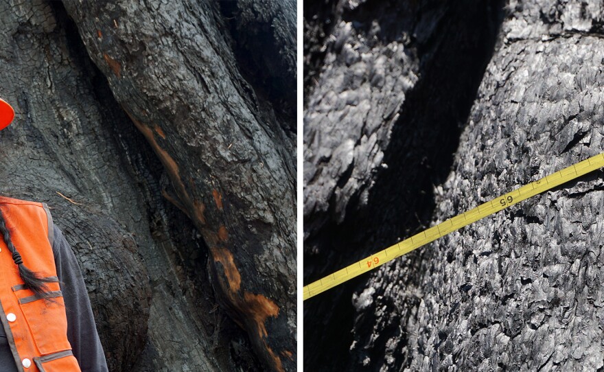 Alexis Bernal of UC Berkeley is with a team of researchers measuring the burned sequoias and trying to understand how so many died.