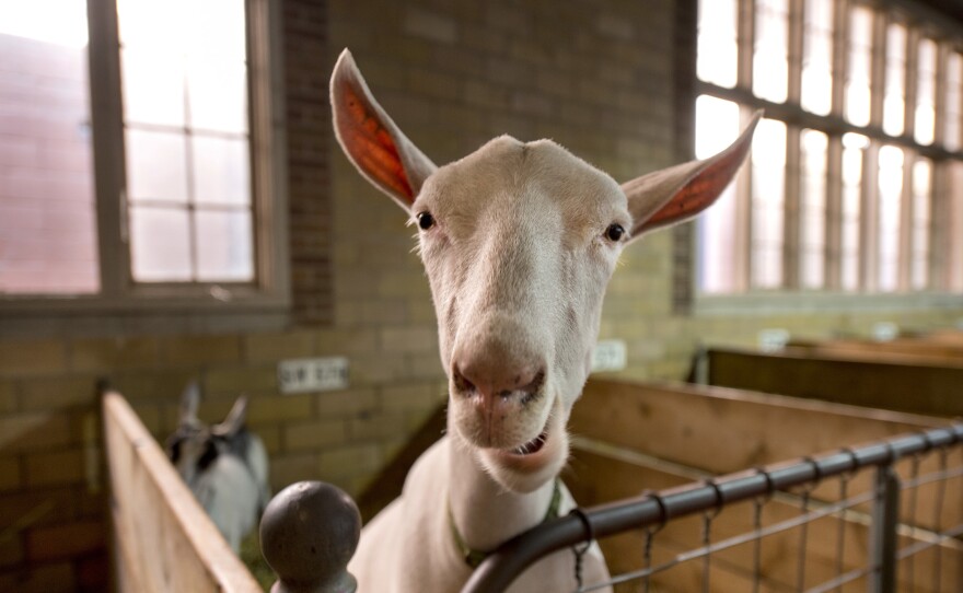 A goat in the barn at the Minnesota State Fair.