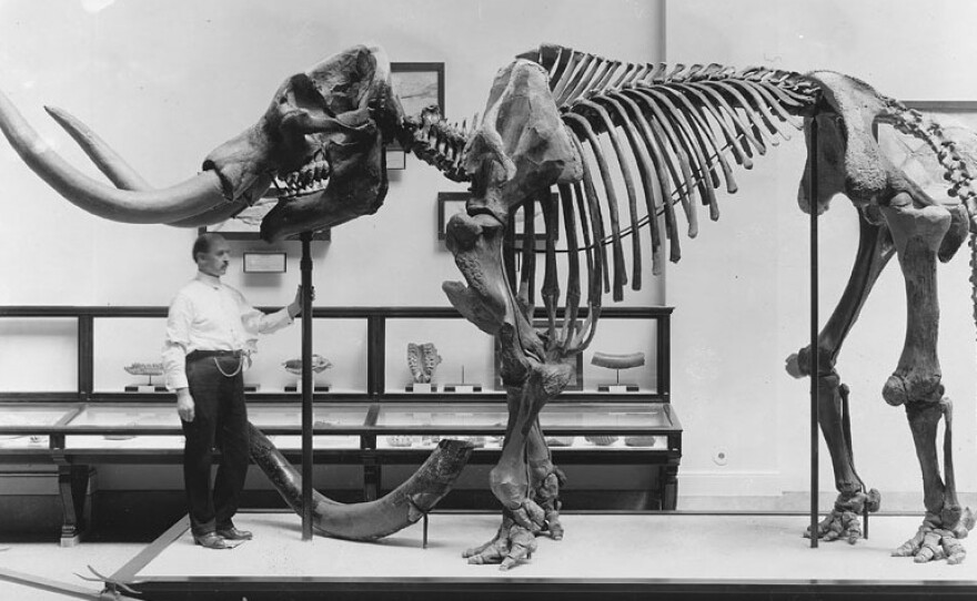 <p>A museum employee stands beneath a mastodon skeleton on display at the U.S. National Museum, now the Smithsonian National Museum of Natural History, circa 1917. A new study revisits an old debate about the evidence for an early mastodon hunt in North America.</p>